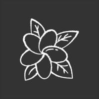 icono de tiza plumeria. flores exóticas de la región. flora de islas indonesias. pequeñas plantas tropicales. flor de frangipani con hojas. naturaleza de bali. ilustración de pizarra de vector aislado