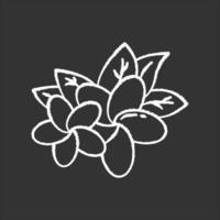 Plumeria chalk icon. Two exotic region flowers. Flora of Indonesian forests. Small tropical plants. Blossom of frangipani with leaves. Nature of Bali. Isolated vector chalkboard illustration