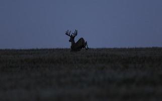 venado bura de las praderas foto