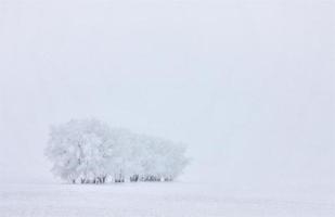 heladas de invierno saskatchewan foto