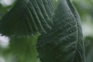 hojas de castaño verde macro, al aire libre en el jardín de verano foto