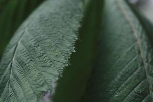 closeup of big green leaves of a chestnut in the summer garden outdoors photo