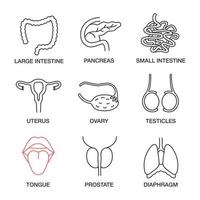 Internal organs linear icons set. Large and small intestine, pancreas, uterus, ovary, testicles, tongue, prostate, diaphragm. Thin line contour symbols. Isolated vector outline illustrations