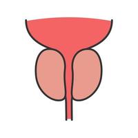 Prostate gland and urethra color icon. Male reproductive system organ. Isolated vector illustration