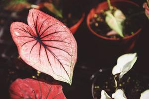 Caladium bicolor leaf plant, colorful leaves in pot ornamental plant in the garden various kinds queen of the leaf plants, spotted leaves Aglaonema Repotting plant concept photo