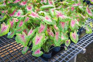 Caladium bicolor leaf plant, colorful leaves in pot ornamental plant in the garden various kinds queen of the leaf plants, spotted leaves Aglaonema Repotting plant concept photo