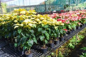 Red and yellow poinsettia in the garden greenhouse, Poinsettia christmas traditional flower decorations photo