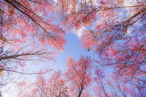 flor de cerezo silvestre del himalaya, hermosa flor rosa de sakura en el paisaje invernal vista de árbol de abajo hacia arriba con cielo azul foto