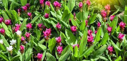 Siam Tulip flower colorful pink and white or Krachiew flowers in the beautiful garden photo