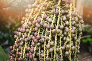 bunch of Fishtail Palm fruit on tree in the natural wild Wart Fishtail Palm photo