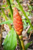 Phlai herbal Red flower of phlai in the nature garden - Cassumunar ginger Bengal root photo