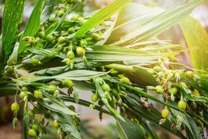 Job's tears coix lachryma jobi Green fruit of Job tears plant on the tree photo