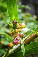 Job's tears coix lachryma jobi Green fruit of Job tears plant on the tree photo