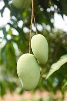 mango crudo colgado en el árbol con fondo de hoja en el huerto del jardín de frutas de verano - árbol de mango verde foto