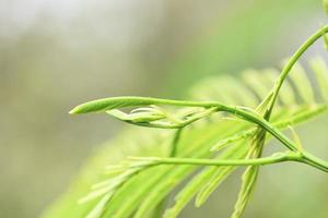 Acacia pennata willd insuavis nielsen mimosaceae - senegalia pennata en el árbol en la naturaleza vegetal hojas de hierbas tailandesas y comida foto