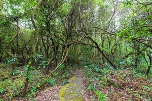 Ancient forest with green plant and tree ivy vine wood jungle photo
