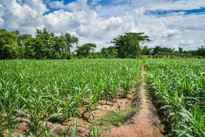 Planting corn field young plant growing in the plantation farm agriculture photo