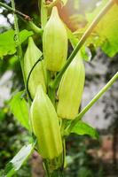 Okra plant - fruit of green okra on tree in natural garden photo