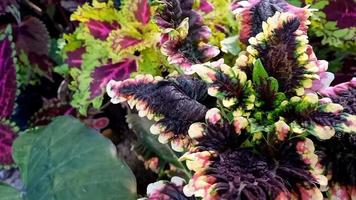 Video footage of beautiful flower patterns blowing in the wind in the yard