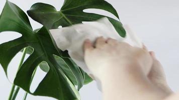 Woman takes care of house plant Monstera.