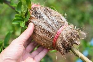 Lime propagation with hand - grafting tree plant on lemon tree branch in organic agriculture farm photo