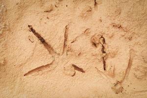 Bird footprints on the ground soil - Bird tracks on mud photo