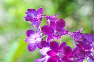 hermosa orquídea flor púrpura planta tropical en la naturaleza con fondo verde borroso foto