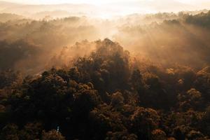 niebla dorada de la mañana en el bosque foto