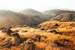 golden meadow in the mountains in the morning photo