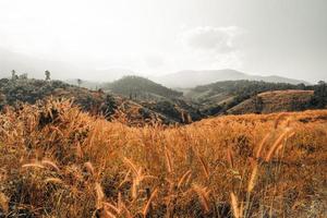 golden meadow in the mountains in the morning photo