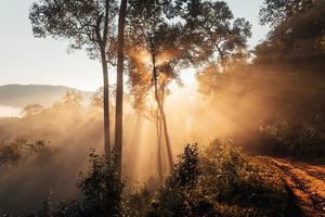 niebla dorada de la mañana en el bosque foto