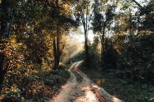 golden morning fog in the forest photo