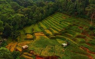 View of the rice fields from a distance. photo