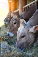 Cows on Farm race Alpine Brown eating hay in the stable photo