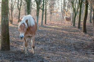 caballo en los establos foto