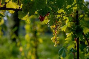 uvas listas para la cosecha foto