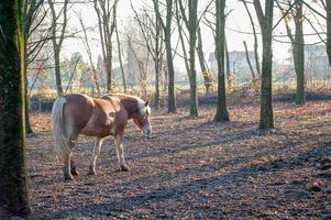 Horse at the stables photo