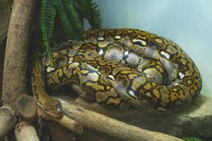 snake nesting under the tree branch photo