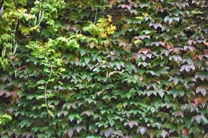 Ivy plant on wall photo