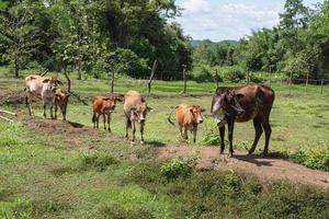 Many cows are grazing in the meadow. photo