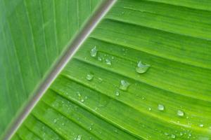 Raindrop background on banana leaves