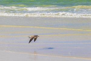 pájaros voladores gaviotas en la hermosa isla de holbox beach sandbank mexico. foto
