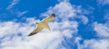 Flying seagull bird with blue sky background Holbox island Mexico. photo
