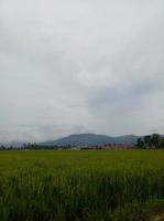 vista de campo de arroz con fondo de cielo brumoso foto