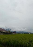 vista de campo de arroz con fondo de cielo brumoso foto