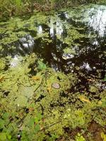 Algae covered swamp water in a forest wetlands ecosystem photo