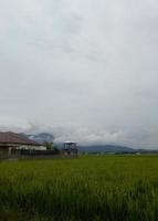 vista de campo de arroz con fondo de cielo brumoso foto