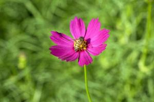 flor cosmos con abeja foto