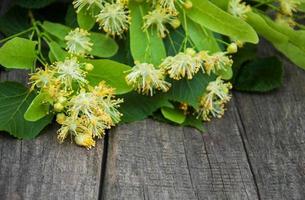 Linden flowers on the table photo