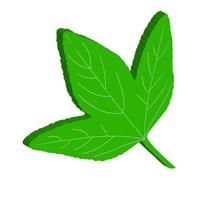 3D vector icon greean leaves hibiscus sabdarifa, tropical plant of Rosella. Herbal tea.